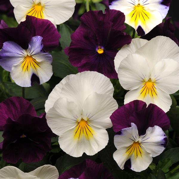 Cool Wave Pansy Berries & Cream