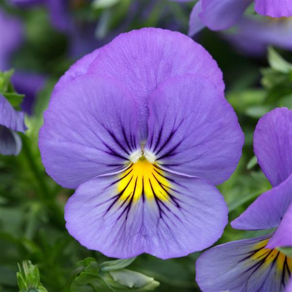 Cool Wave Pansy Blue Skies
