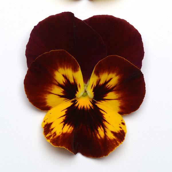 Cool Wave Pansy Fire