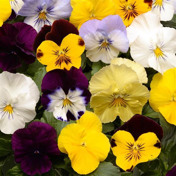 Pansy Cool Wave Pansy Mix