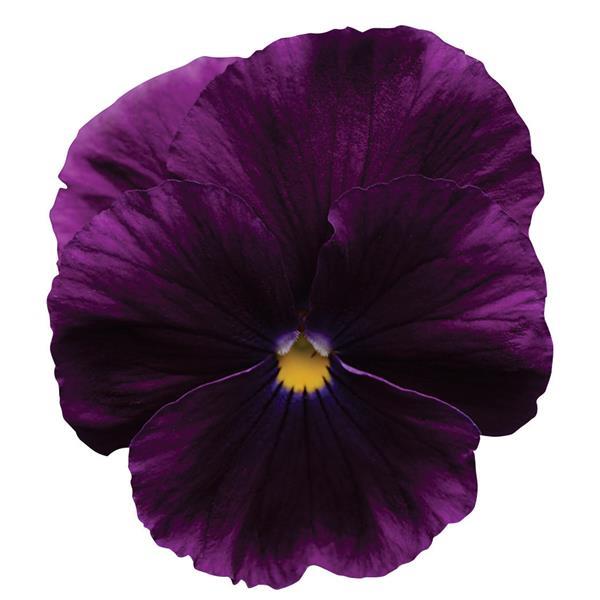 Cool Wave Pansy Purple