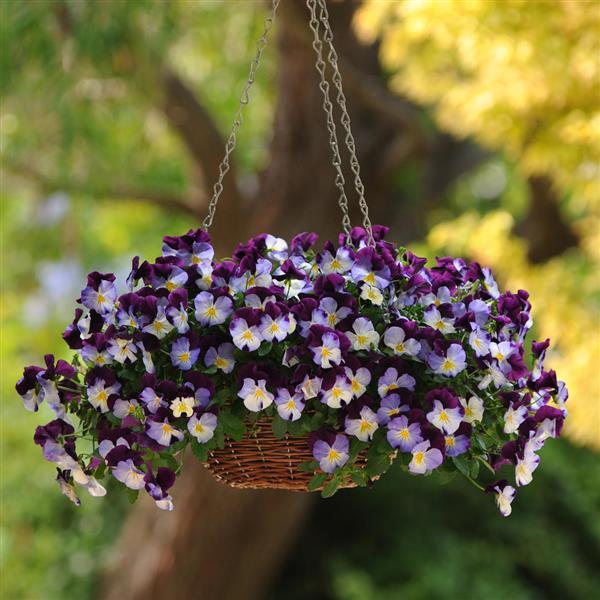 Cool Wave Pansy Violet Wing