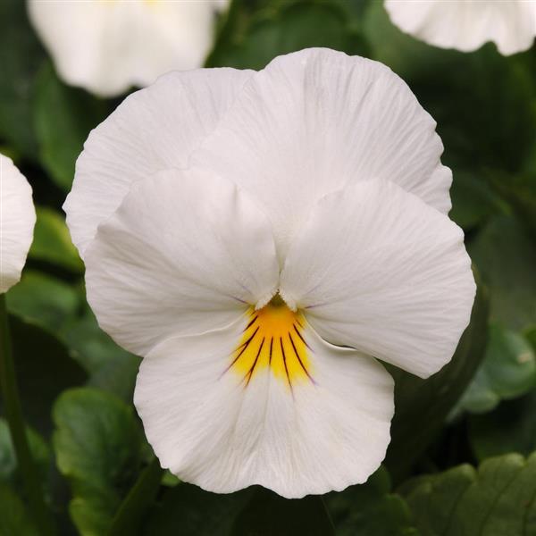 Cool Wave Pansy White