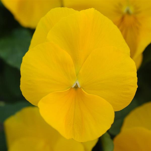 Cool Wave Pansy Yellow