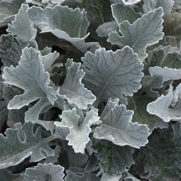 Dusty Miller Cirrus