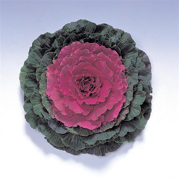 Flowering Kale Pigeon Red