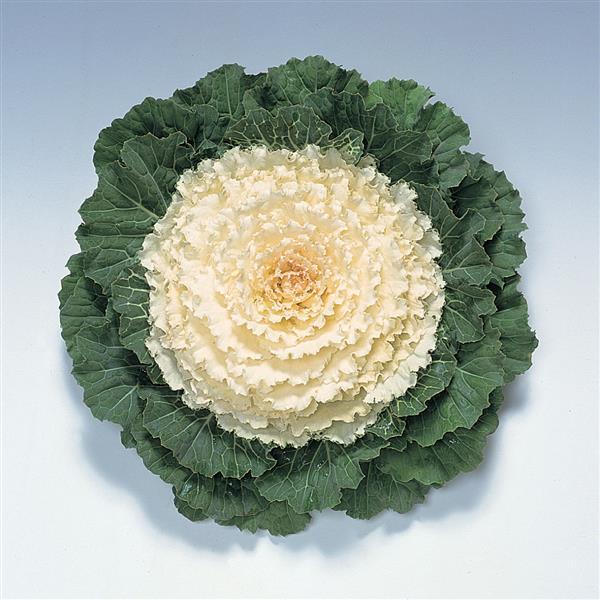 Flowering Kale Pigeon White