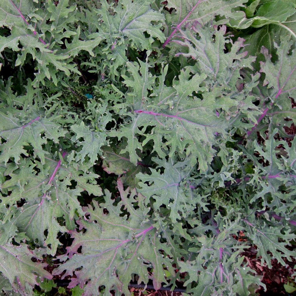 Flowering Kale Russian Red
