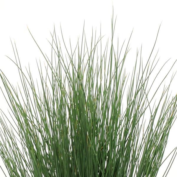 Juncus ColorGrass Blue Arrows