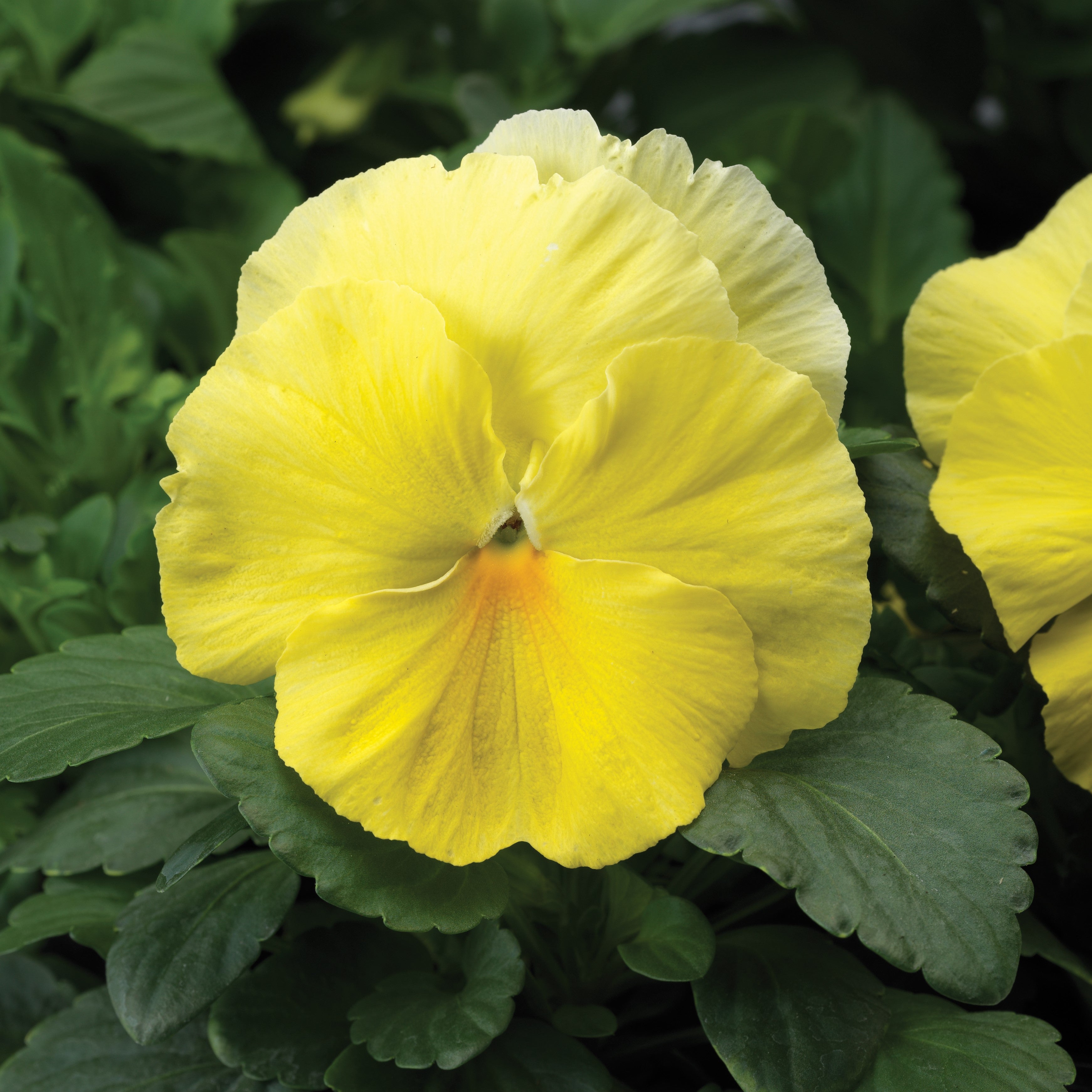 Pansy Colossus Lemon Shades