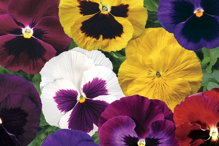 Pansy Colossus Mix