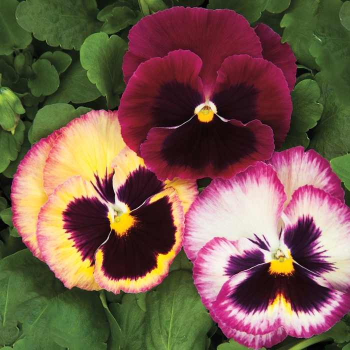 Pansy Colossus Rose Medley