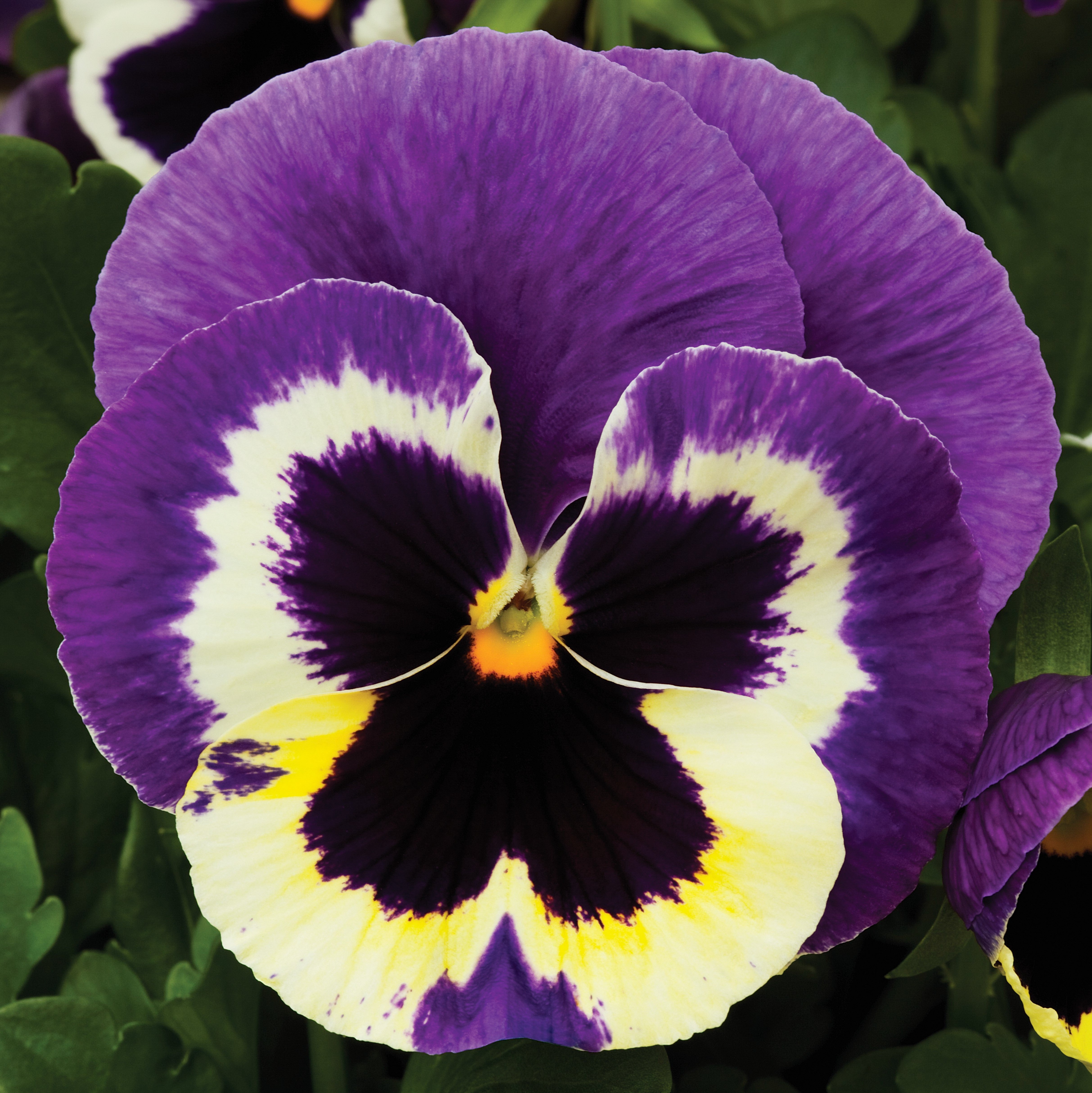 Pansy Colossus Tricolor