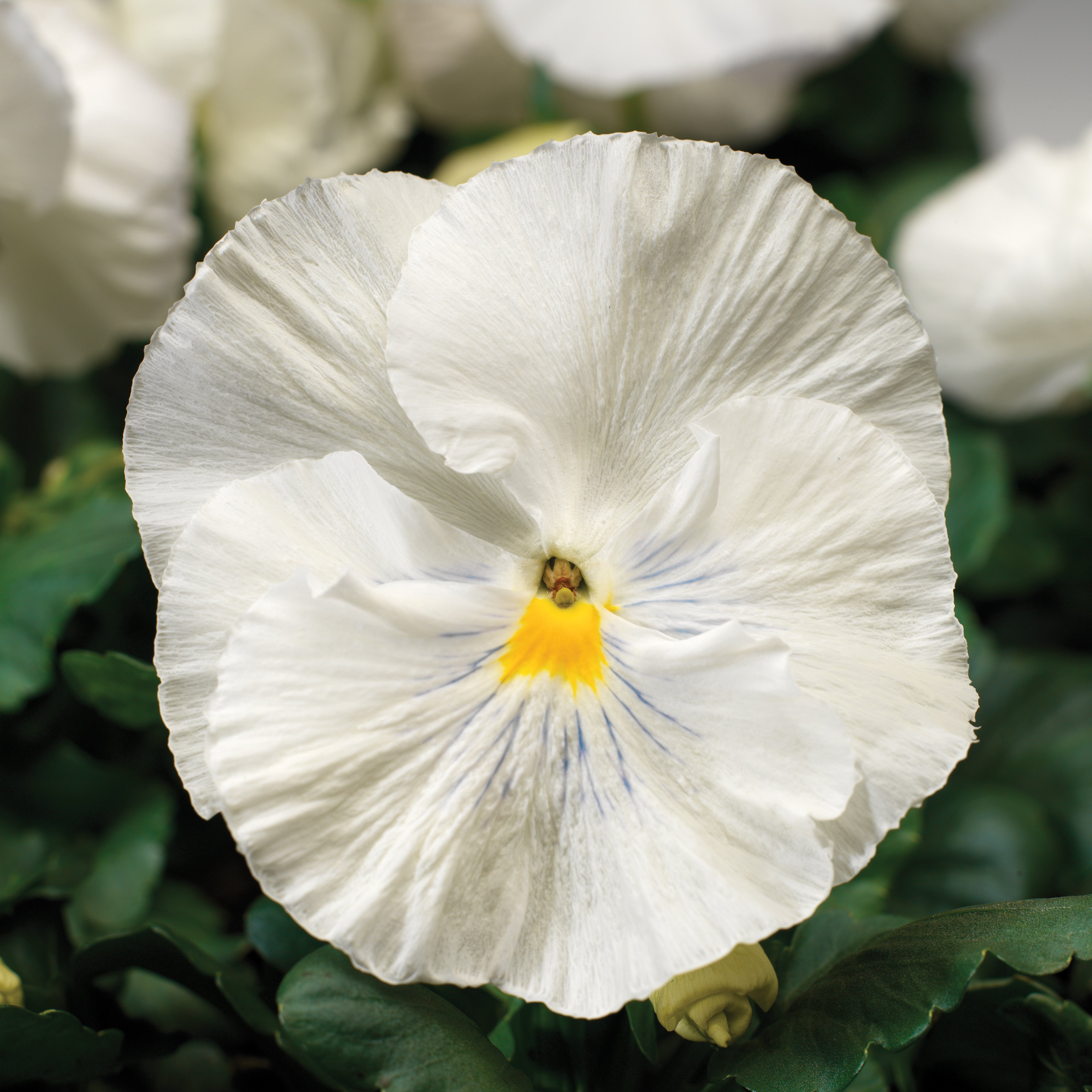 Pansy Colossus White