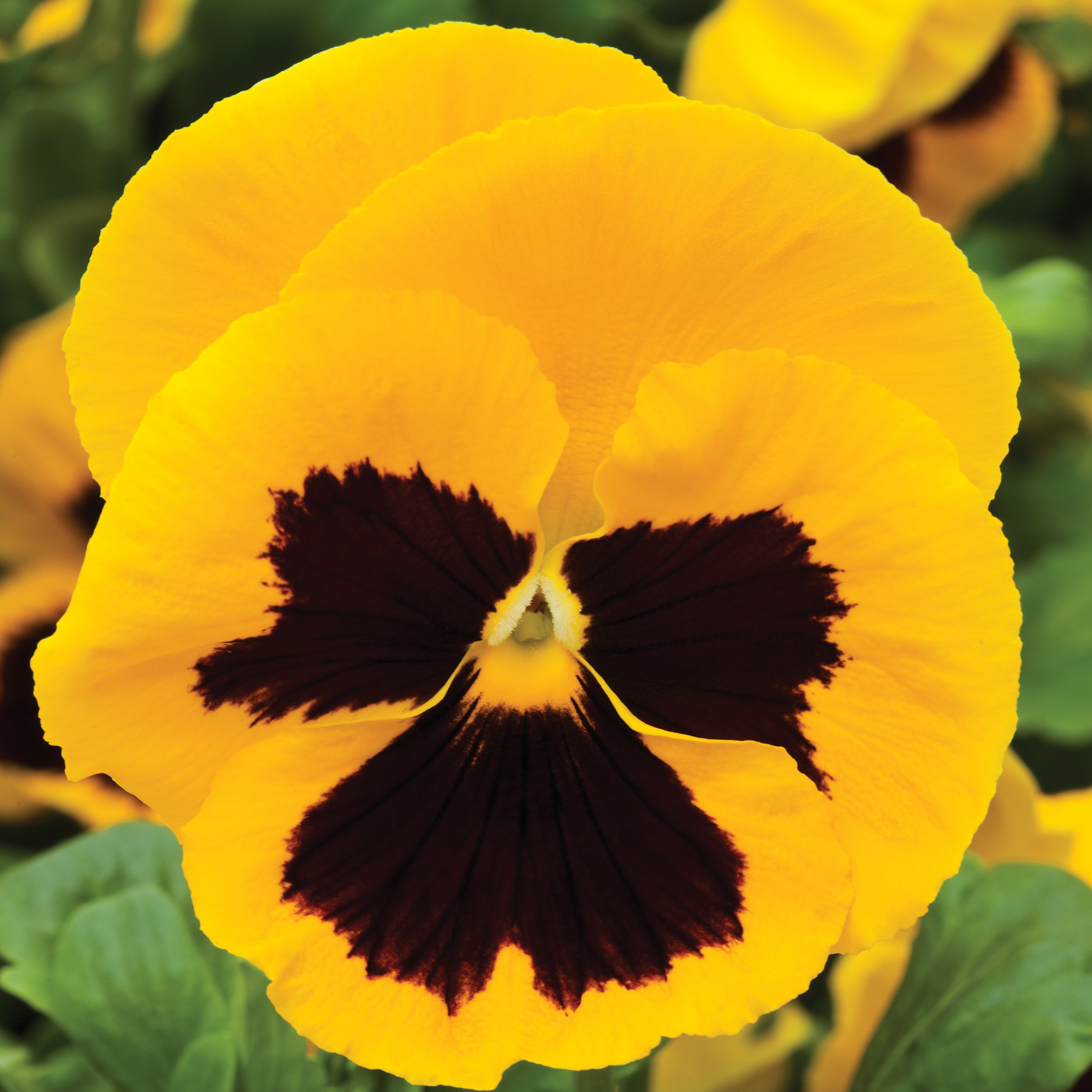Pansy Colossus Yellow Blotch