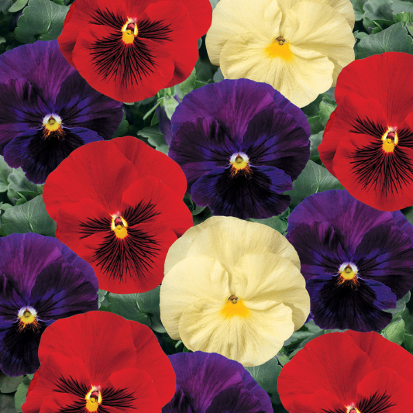 Pansy Delta Wine and Cheese