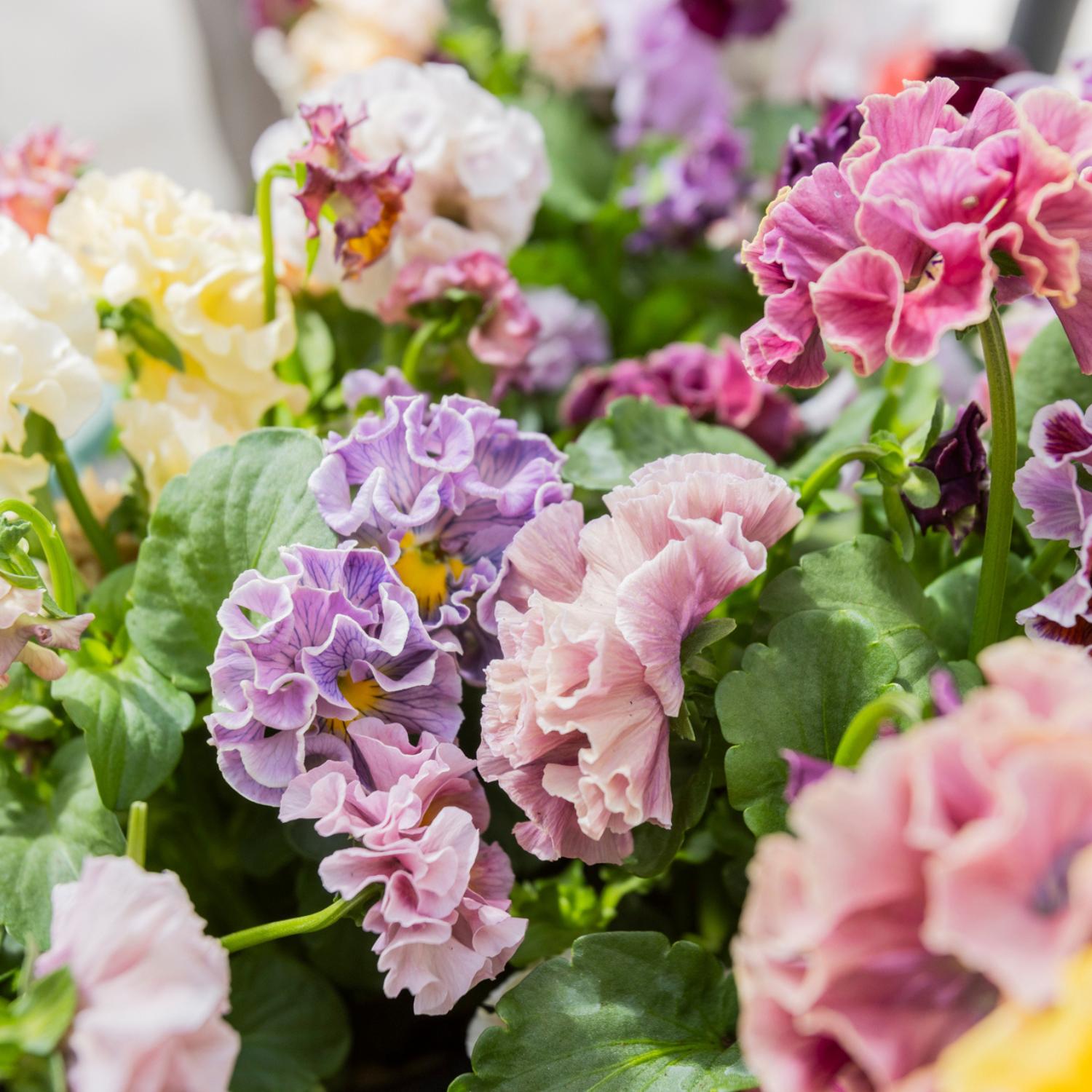 Pansy Elegance Antoinette Mix