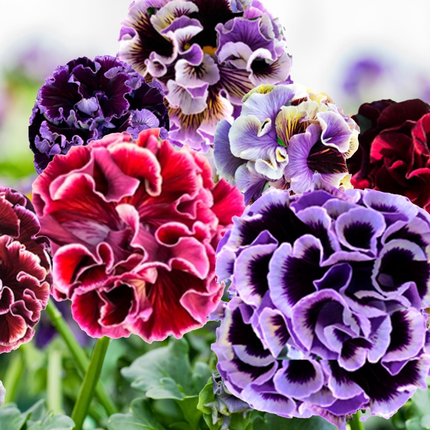 Pansy Elegance Twilight Mix