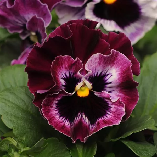 Pansy Frizzle Sizzle Raspberry
