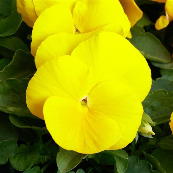 Pansy Grandio Yellow Clear