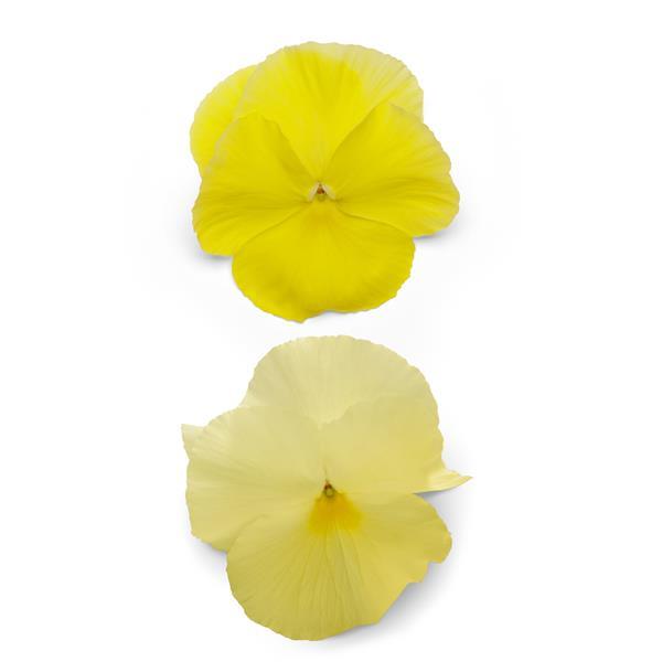 Pansy Matrix Lemon