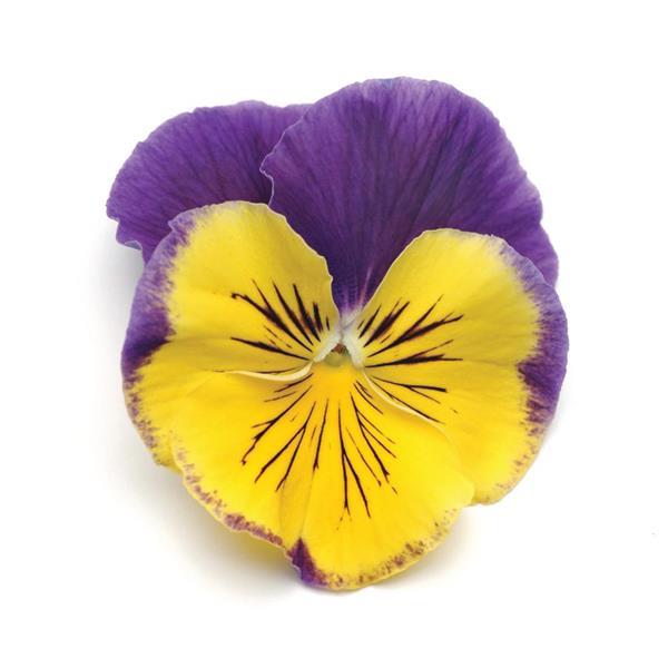 Pansy Matrix Morpheus