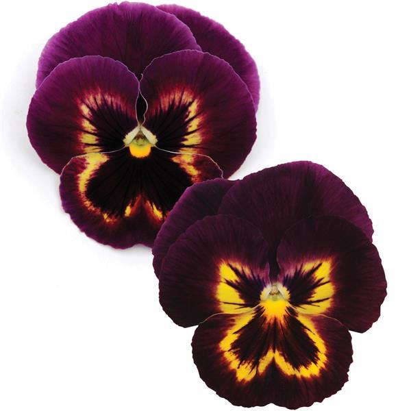 Pansy Matrix Sangria