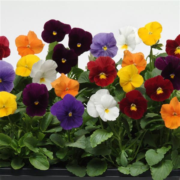 Pansy Panola XP Clear Mix