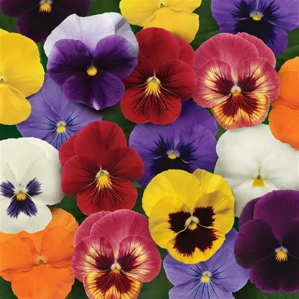 Pansy Panola XP Jewels and Jazz