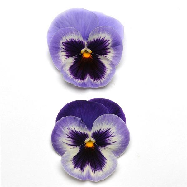 Pansy Spring Matrix Blue Wing