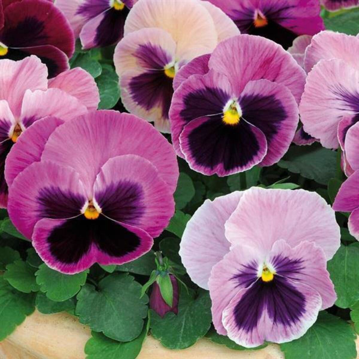 Pansy Spring Matrix Light Pink Shades