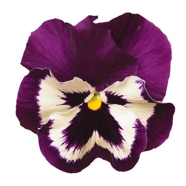 Pansy Spring Matrix Purple & White