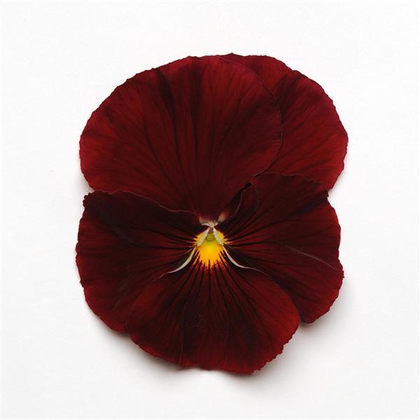 Pansy Spring Matrix Scarlet