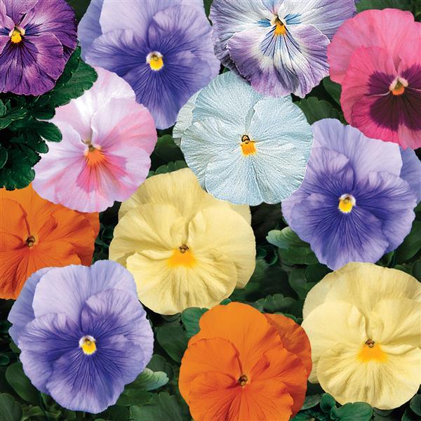 Pansy Mixes Watercolors Mix