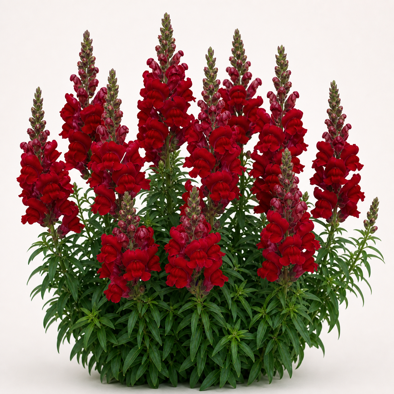 Snapdragon Snaptastic Red