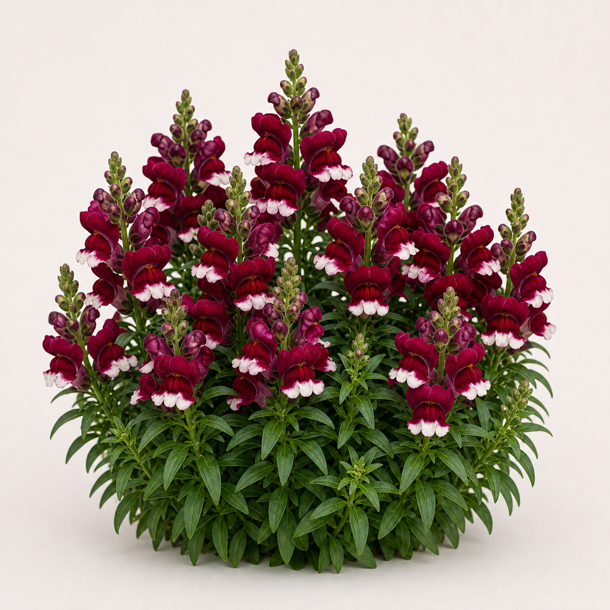 Snapdragon Snaptini Burgundy Bicolor