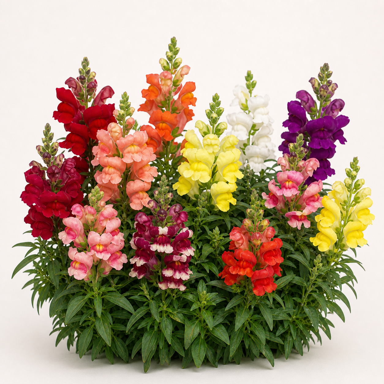 Snapdragon Snaptini Mix