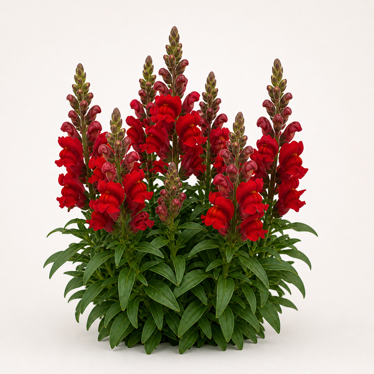 Snapdragon Snaptini Red