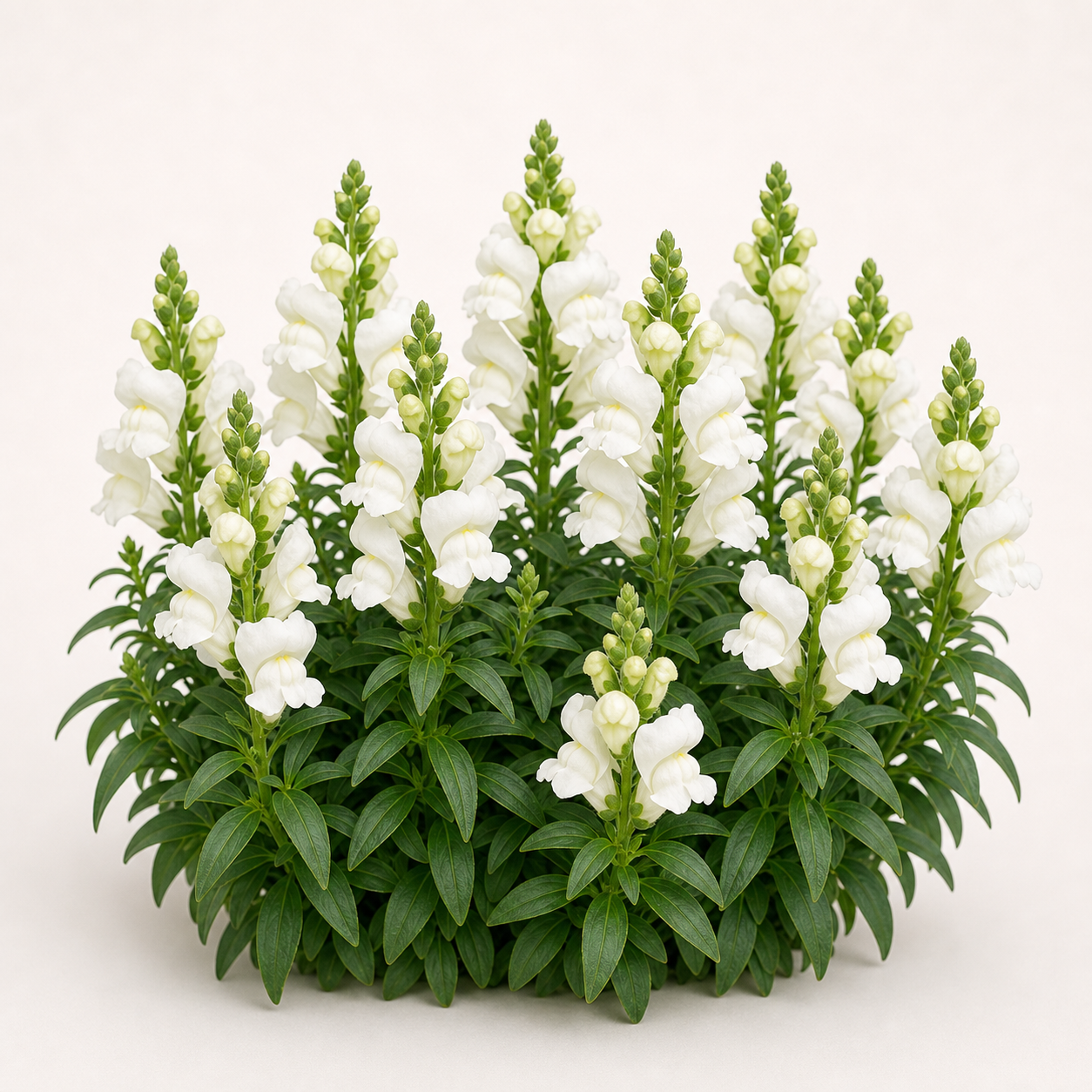 Snapdragon Snaptini White