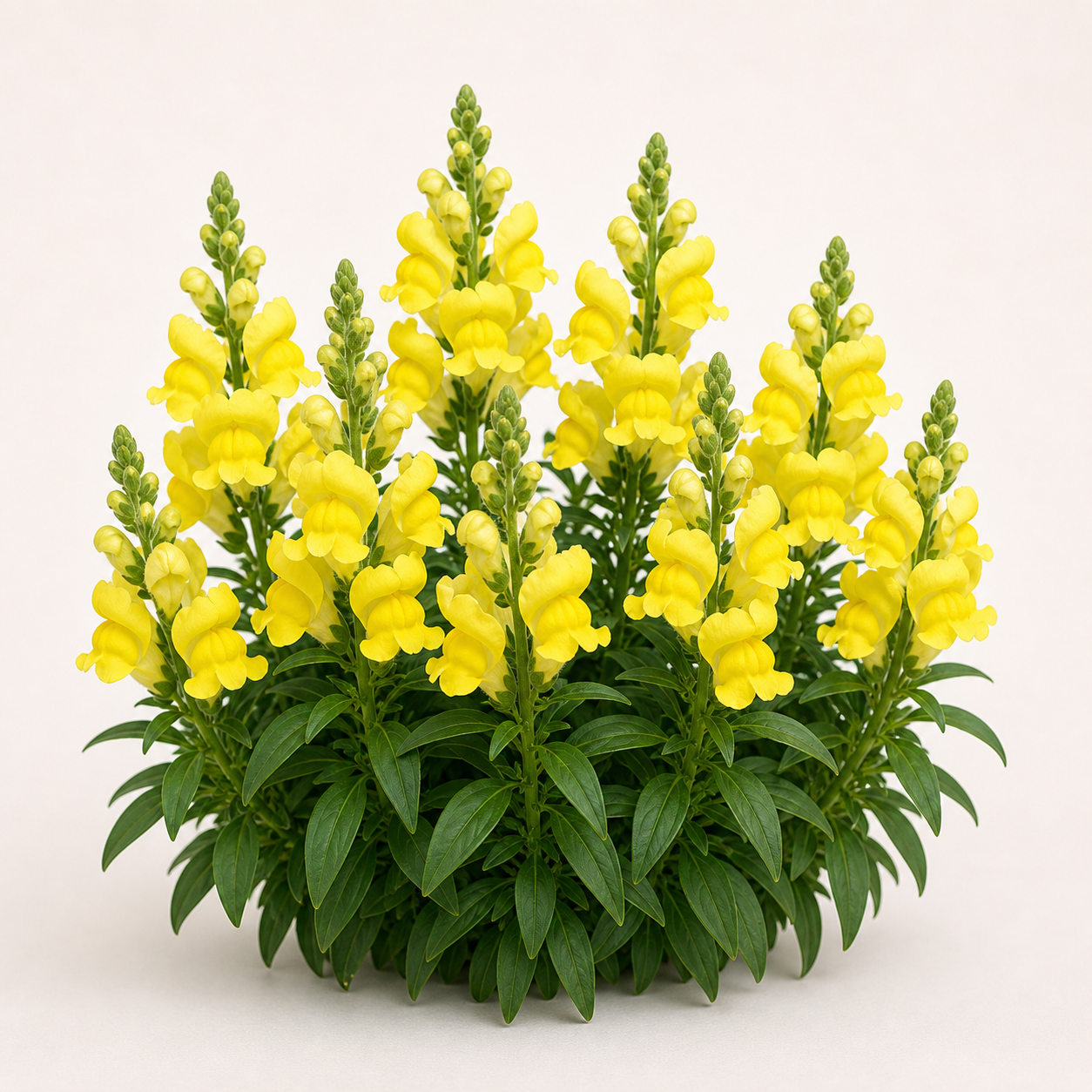 Snapdragon Snaptini Yellow