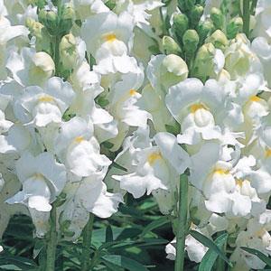 Snapdragon Speedy Sonnet White