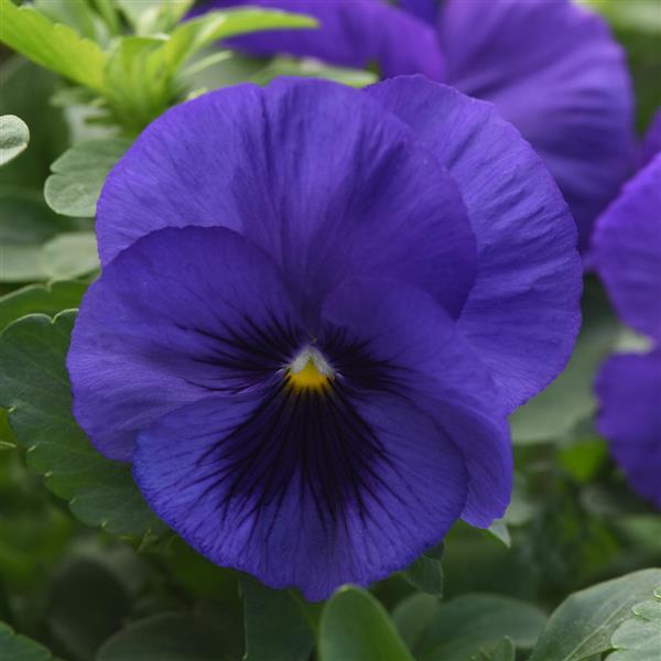 Top Wave Pansy Blue Blotch