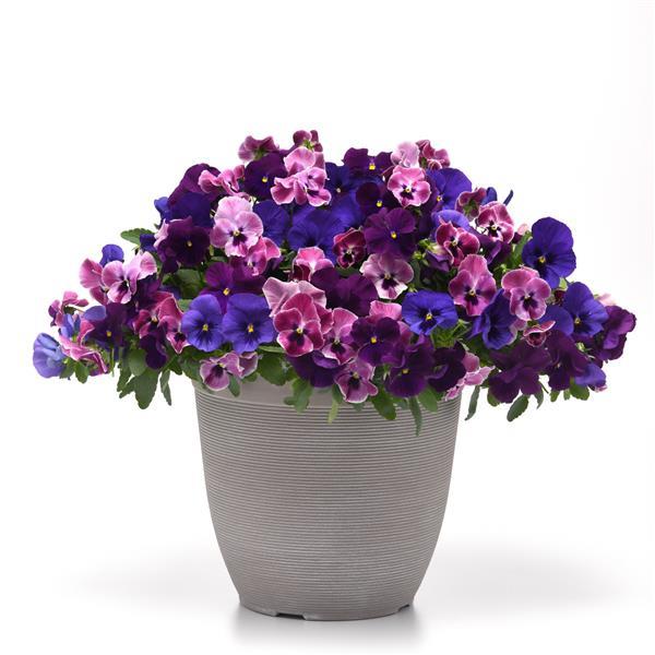 Top Wave Pansy Elevation Mix
