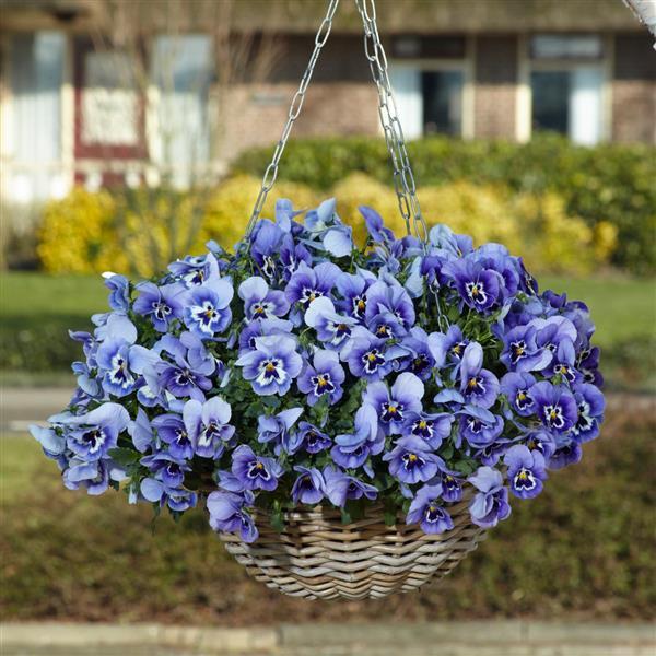 Top Wave Pansy Marina