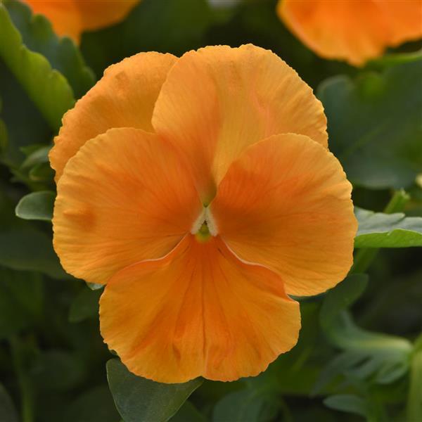 Top Wave Pansy Orange