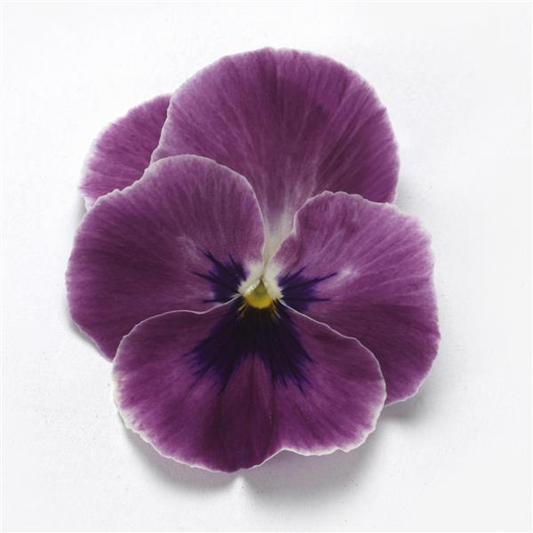 Top Wave Pansy Pink Shades