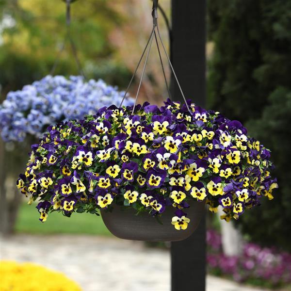 Top Wave Pansy Purple Sunburst