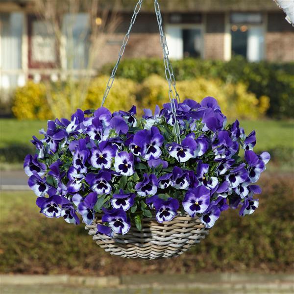 Top Wave Pansy Purple White