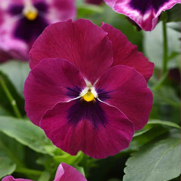 Top Wave Pansy Rose Blotch