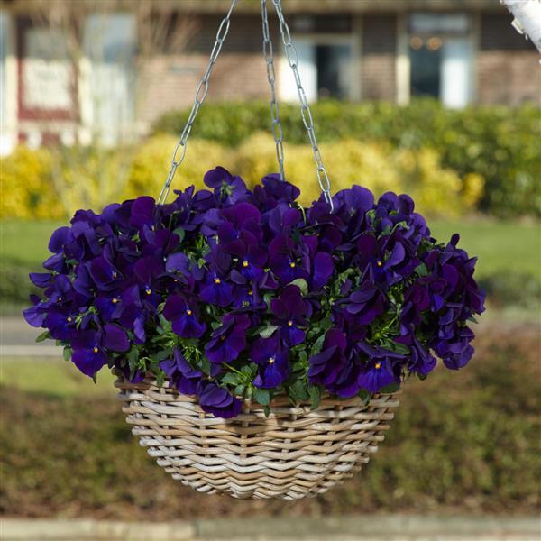 Top Wave Pansy Violet